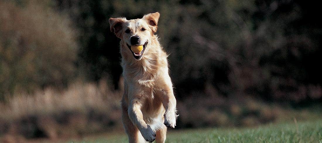 Cane che fa agility