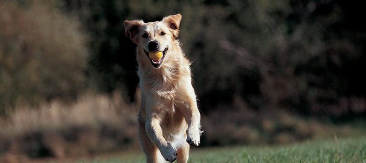 Cane che fa agility