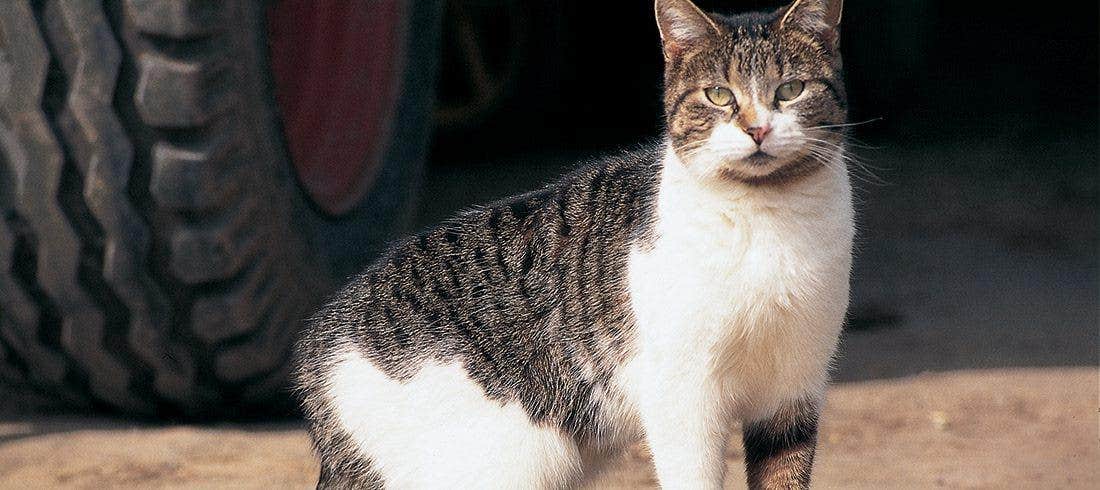 the european cat