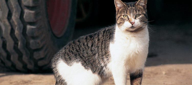 the european cat