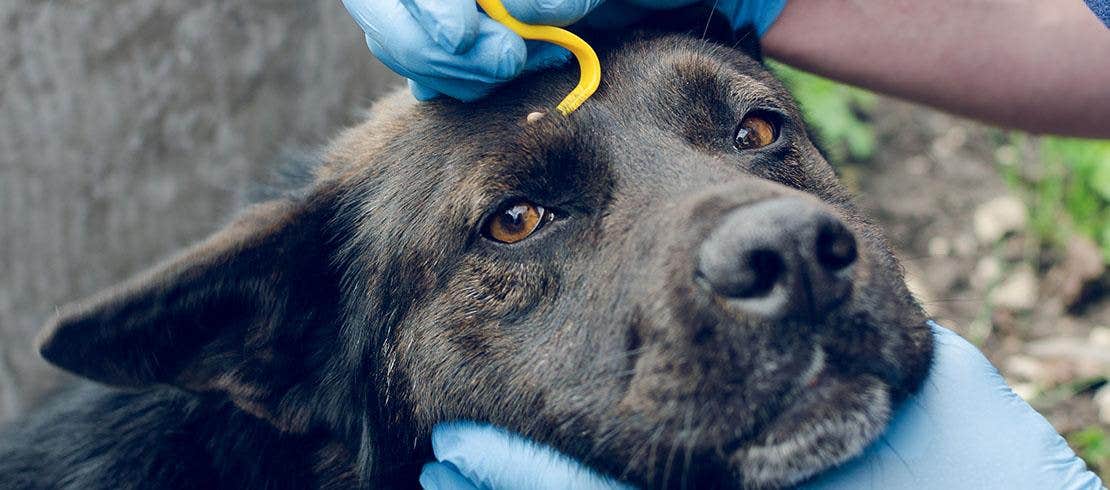 Owner wearing blue gloves removes tick from their dog’s head using a tick hook