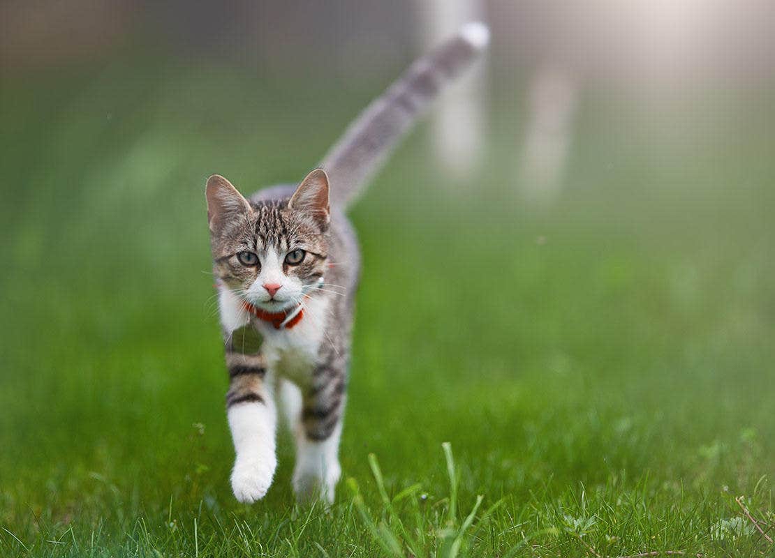 A cat running through a grass field