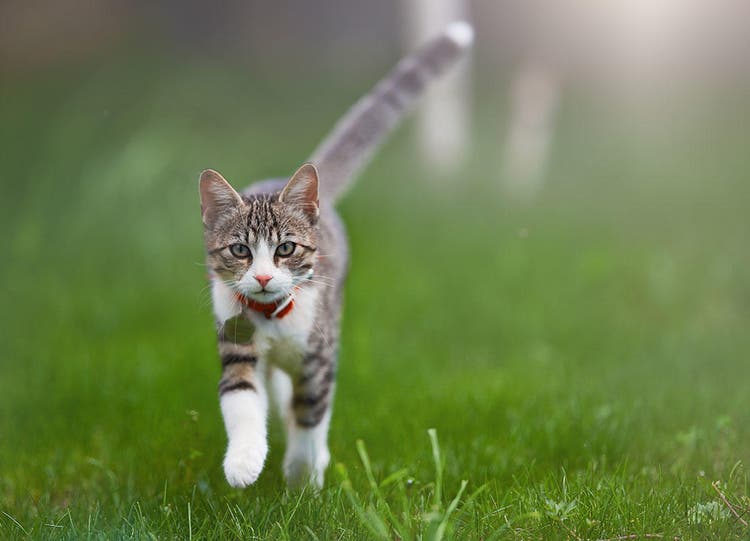 A cat running through a grass field