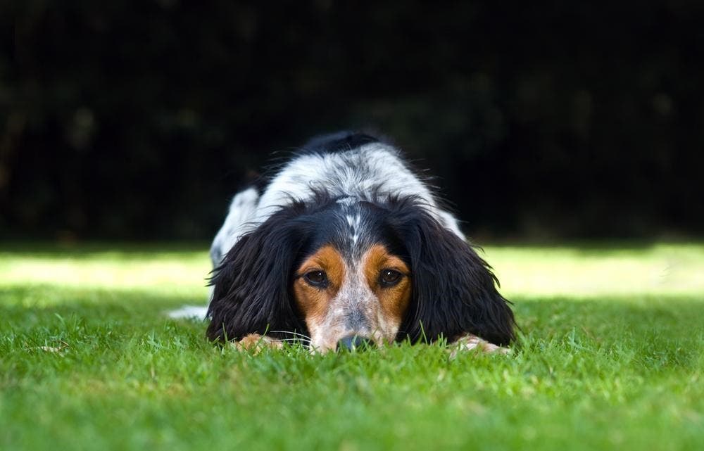 la fatigue chez le chien