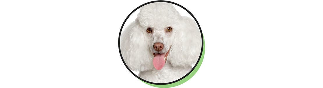 Portrait d'un caniche