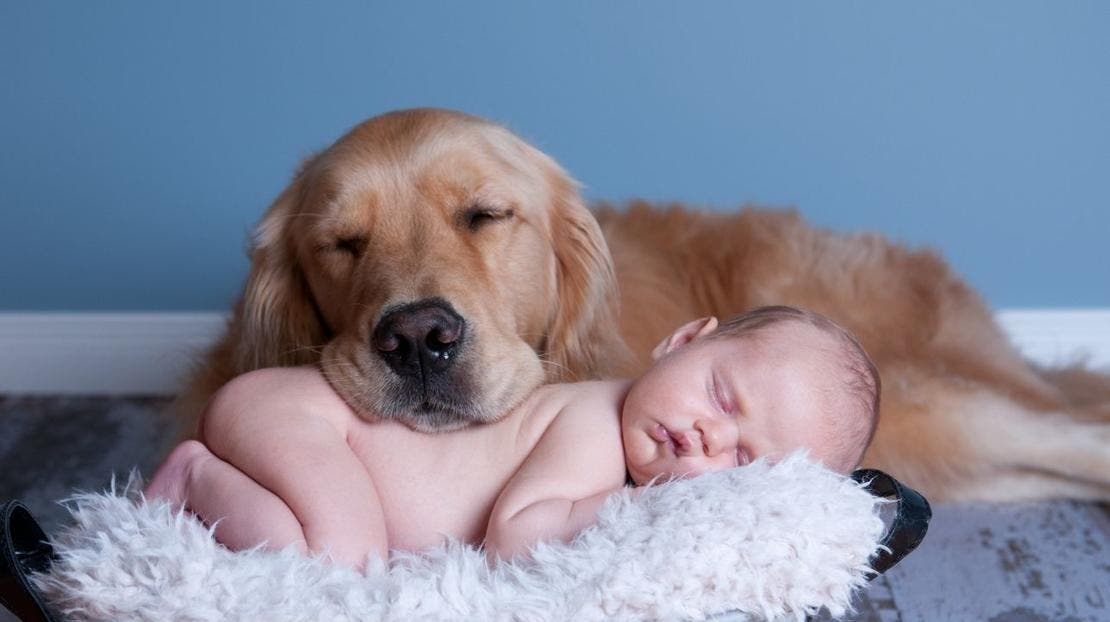 duży pies i małe dziecko