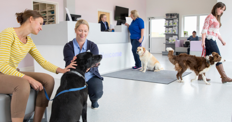 Treatment options for dogs with arthritis