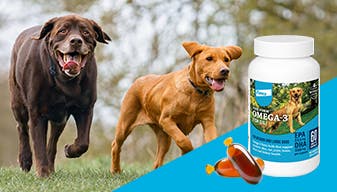 medium dog and large dog outside with Free form omega-3 fish oil snip tips overlay 