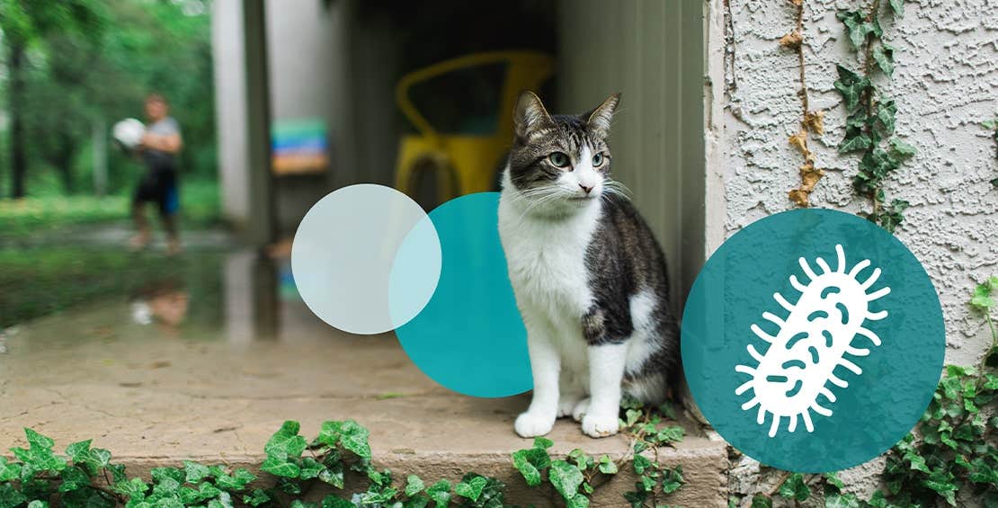 Cat outside house with Rabies icon on side