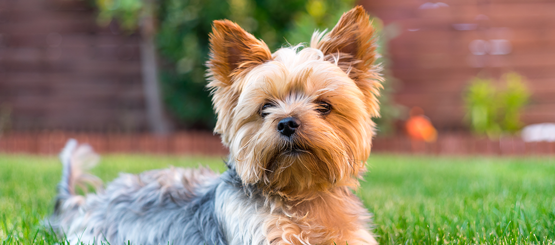 can encephalitis in dogs be cured