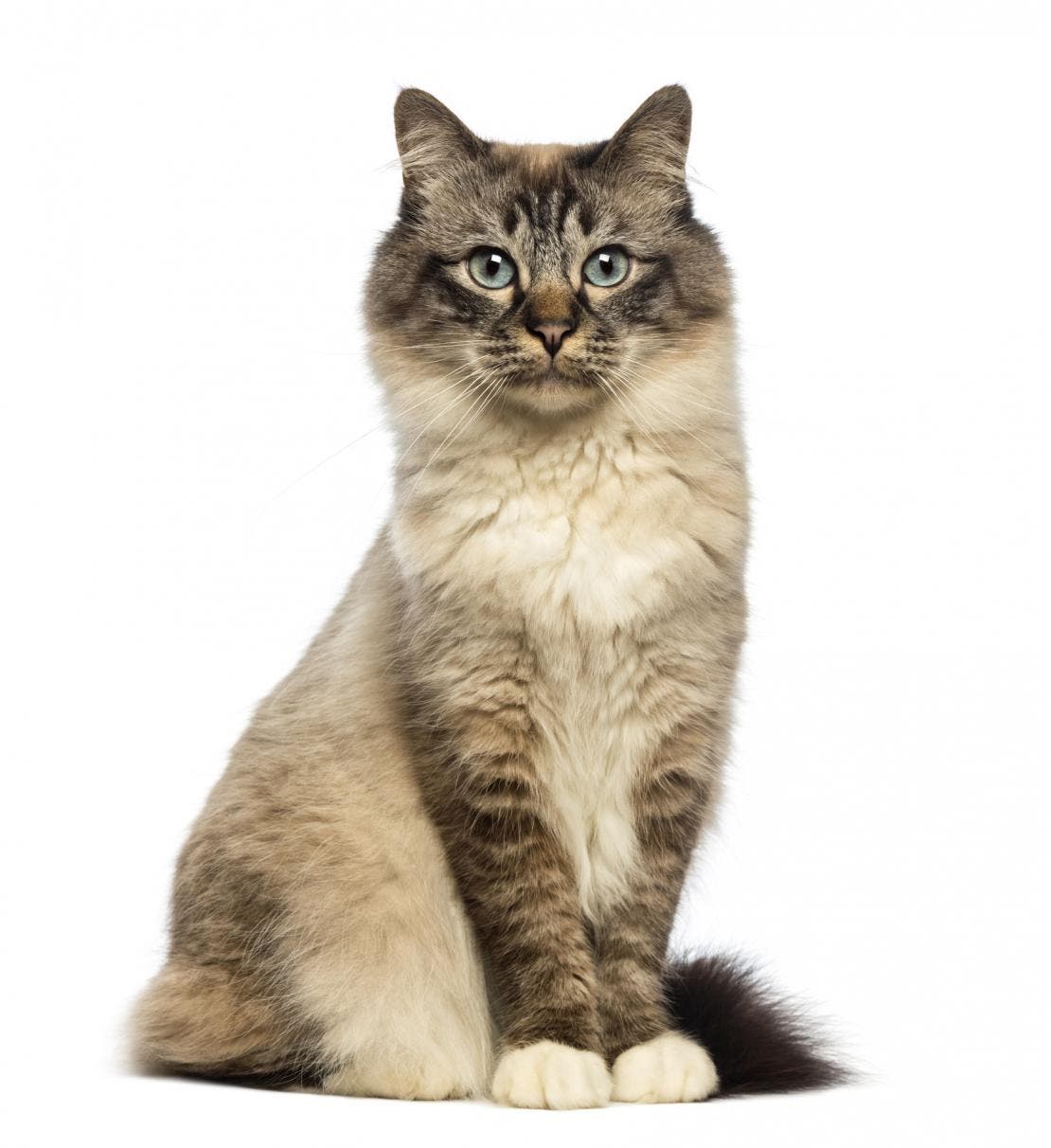Gato