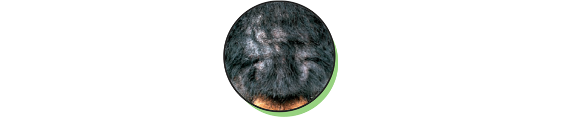 Picture of Animal Hair Loss Due to Fleas