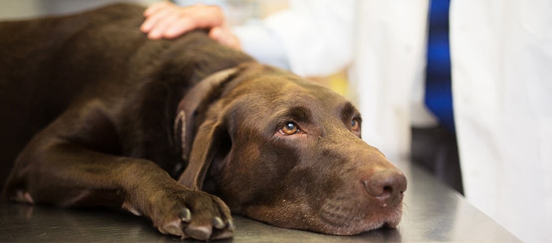 Brown Labrador on exam table at vet clinic