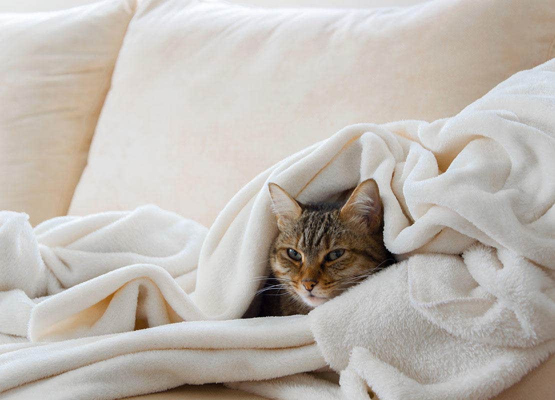 European cat is relaxing in a soft white blanket on a sofa