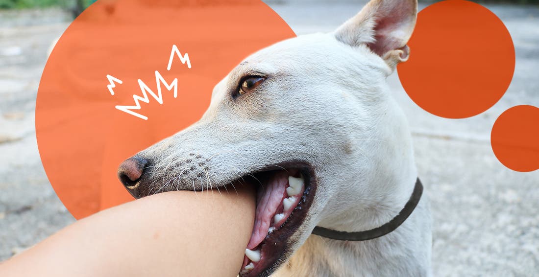 Why Does My Dog Bite Me — and What Can I Do about It?