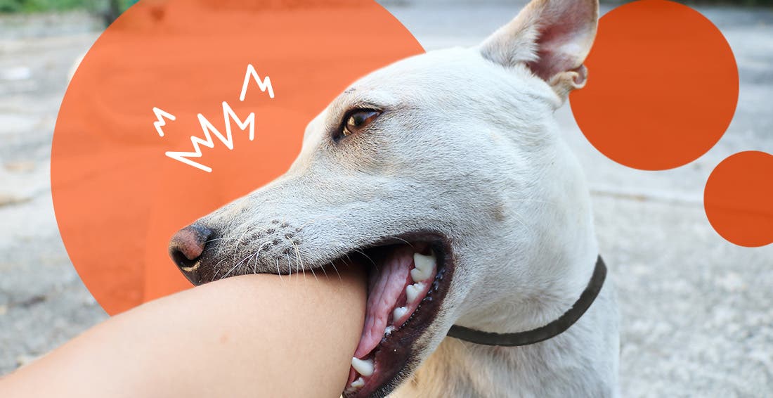 Does My Dog Love Me? 10 Ways to Know If Your Dog Loves You