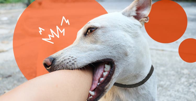 Dog biting owner’s arm.