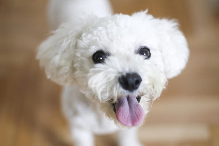 puppy looking at you