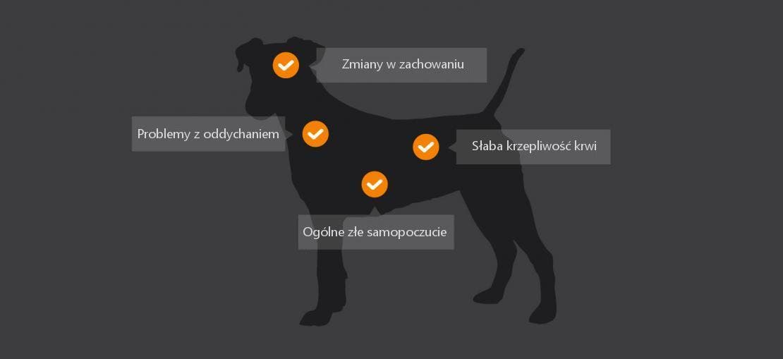 Objawy, na które należy zwrócić uwagę, jeśli Twój pies ma nicienia płucnego