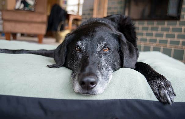 Ældre sort labrador med gråt skæg slapper af derhjemme 