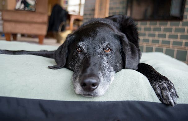 Ældre sort labrador med gråt skæg slapper af derhjemme 