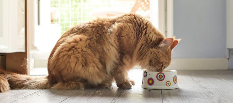 An orange Tabby cat eating food in a bowl in the kitchen.