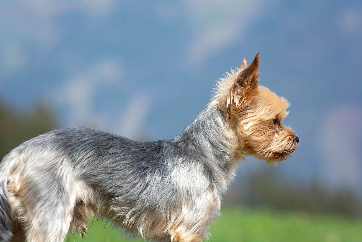 yorkshire terrier