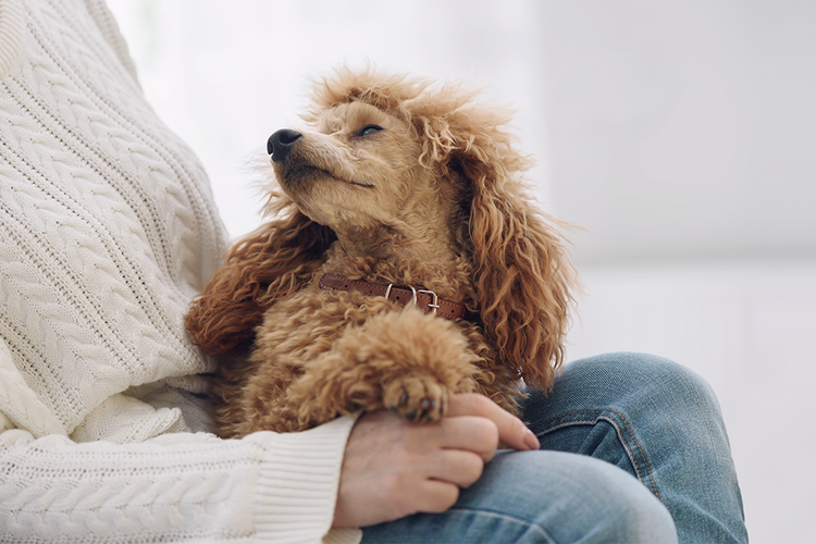 Poedel op schoot 
