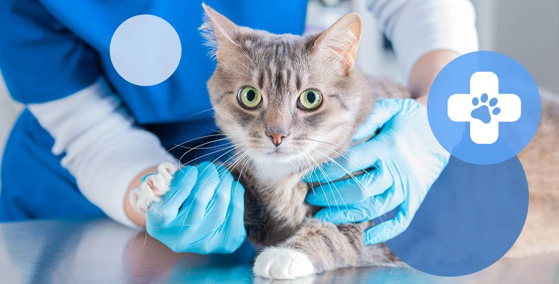 Cat getting checkup at a vet clinic