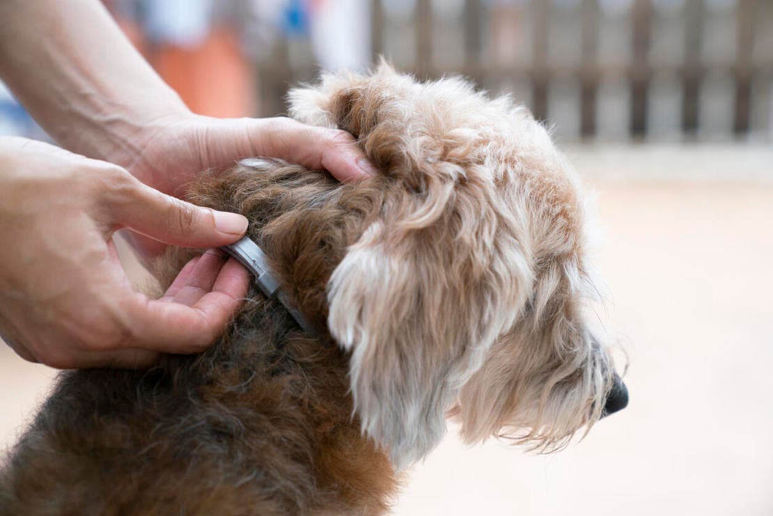 Dog wearing Seresto Flea and Tick Control Collar