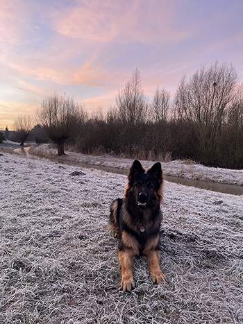 hond in de winter