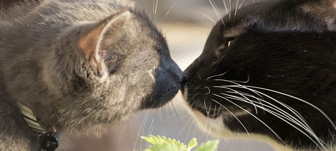 A grey cat and black cat sniffing each other’s noses.