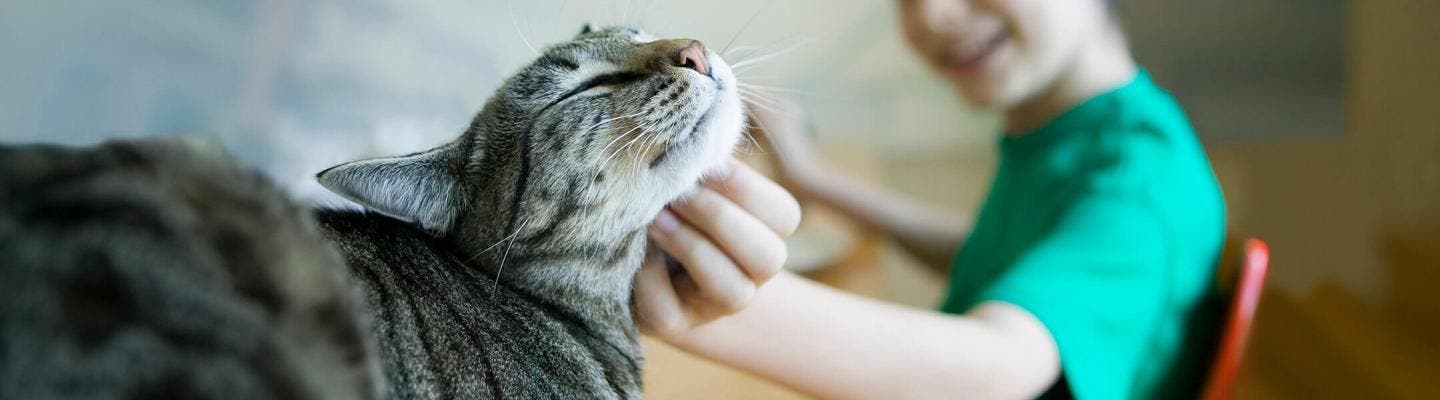 A boy scratching a cat under the chin