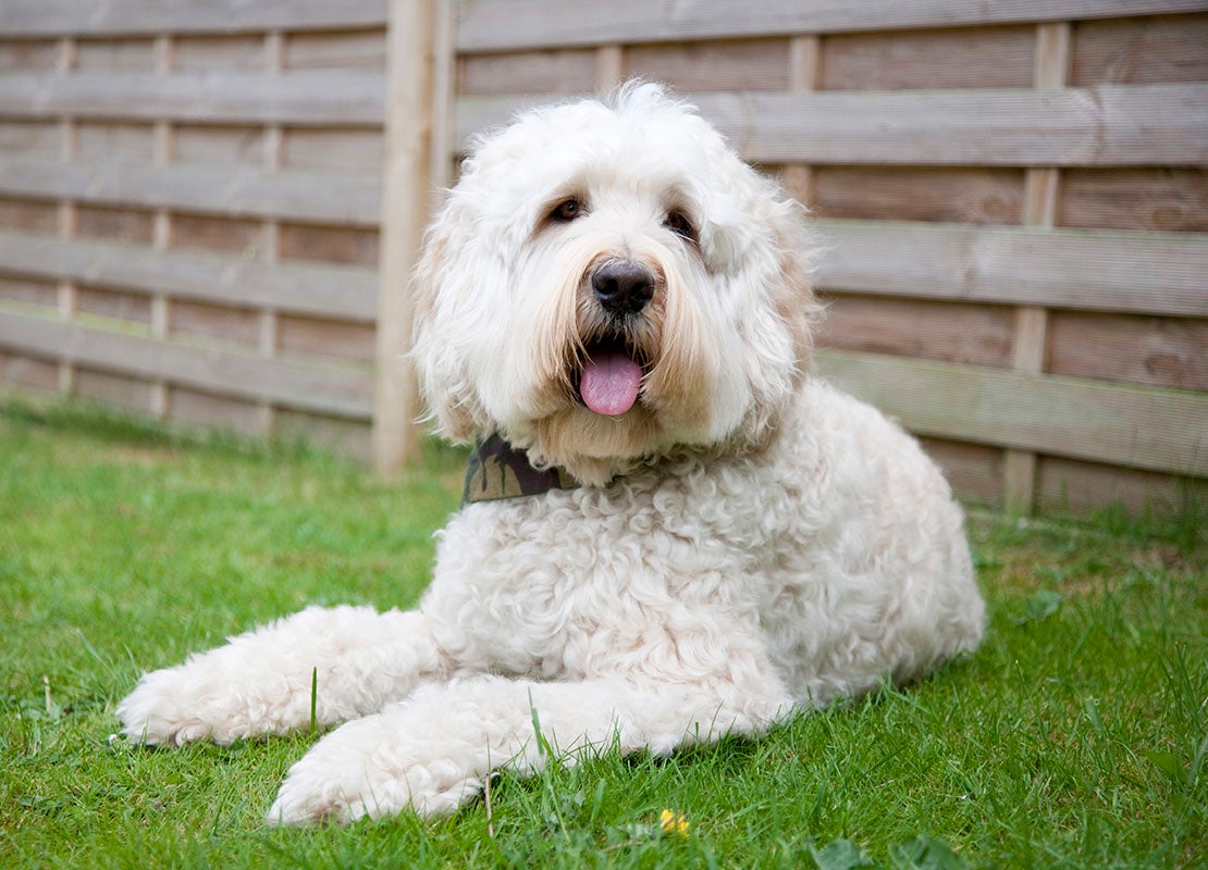 Labradoodle lying on the grass in front of a garden fence