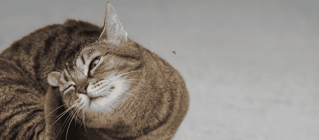 gato rascándose la oreja