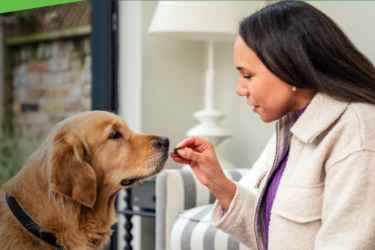 Credelio Plus tablets for dogs