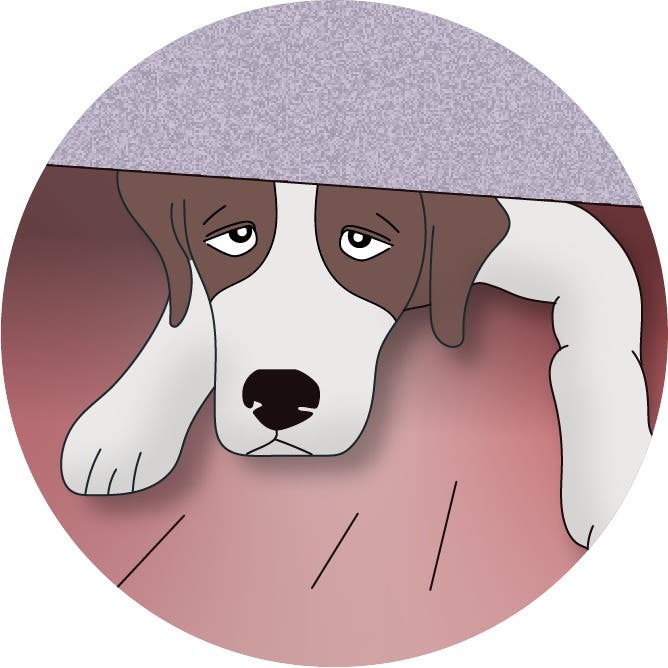 Dogs with ear infections can run or hide behind furniture