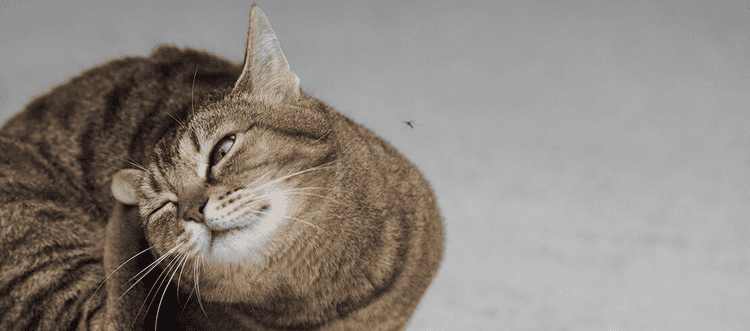 gato rascándose la oreja