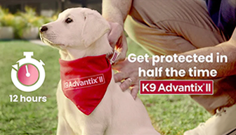 A lab puppy wearing a red K9 Advantix® II bandana while owner applies K9 Advantix® II treatment that kicks in within 12 hours