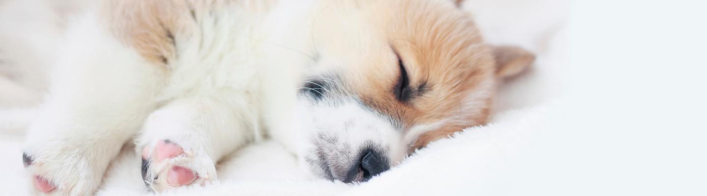 a puppy sleeps on a white blanket