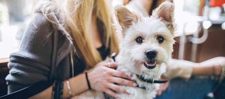 Yorkshireterrier sidder på en piges skød i tog