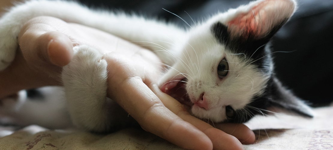 Black and white kitten hugging owner’s hand and biting it.
