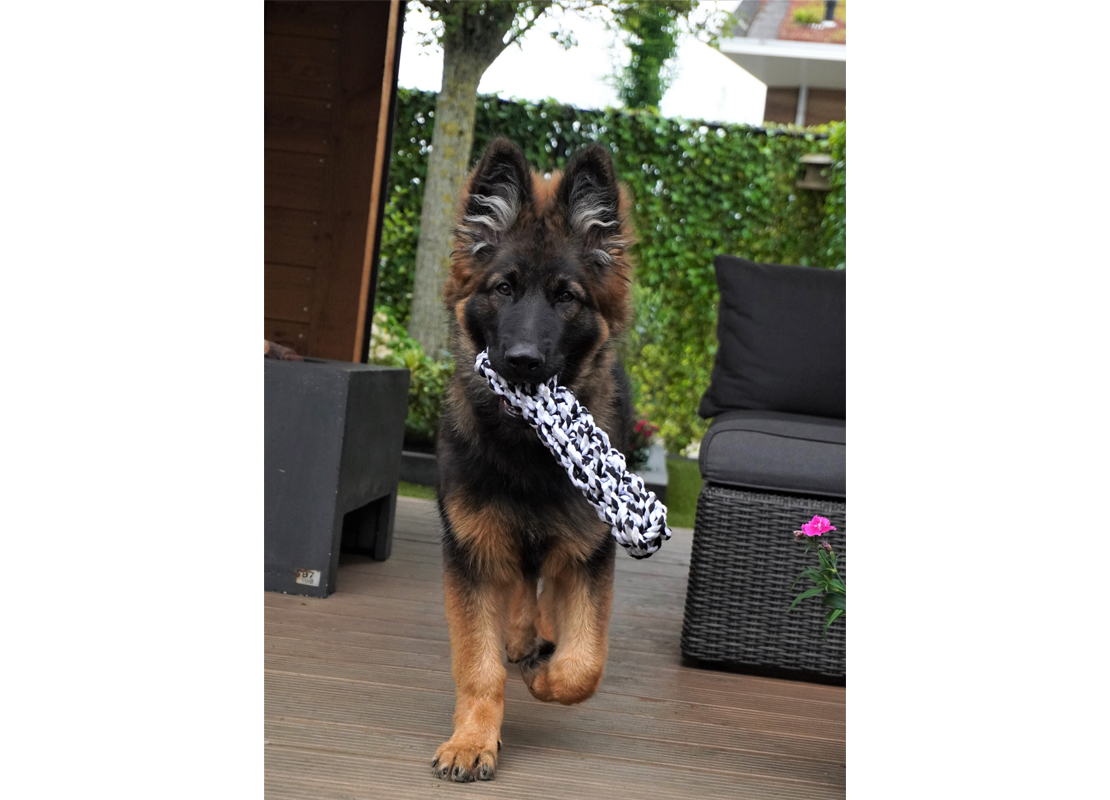 puppy_otto_speeltje