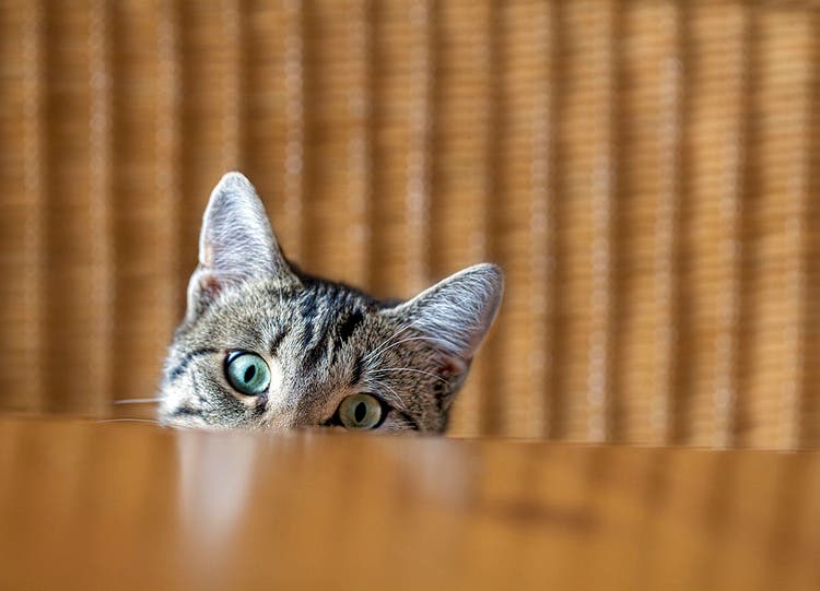 Depressionen bei der Katze