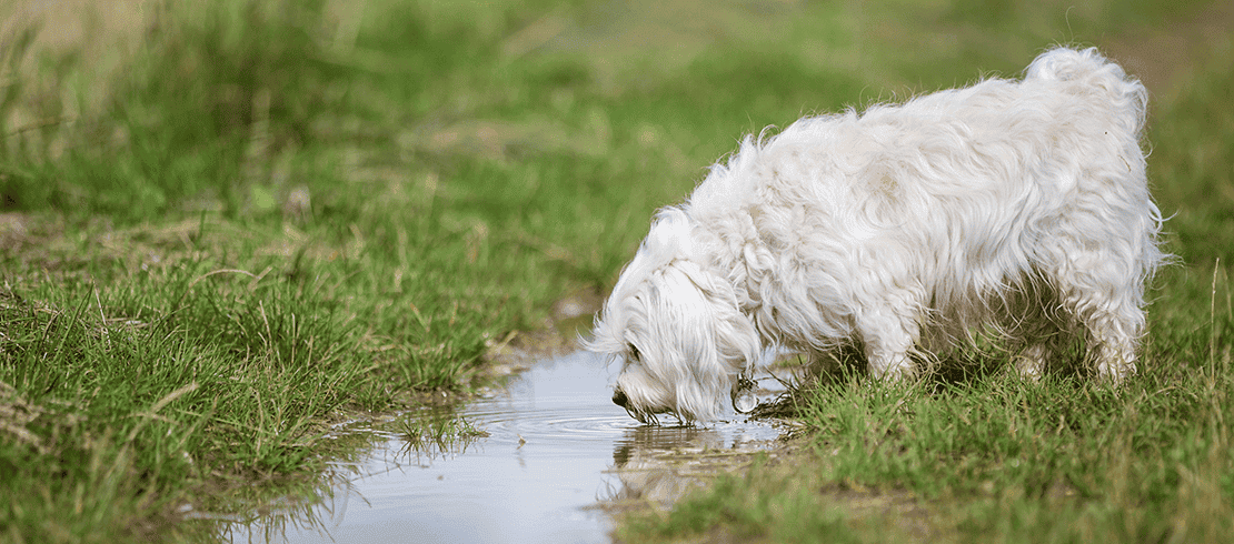 Qué hacer si un perro se pierde