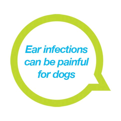 Ear infections can be painful
