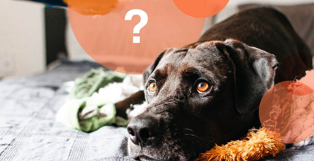 Large dog laying on bed looking anxious.
