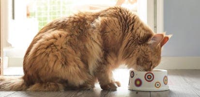 An orange cat eating from a bow