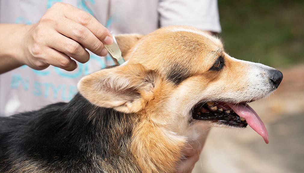 Applying Advantix spot-on treatment for dogs
