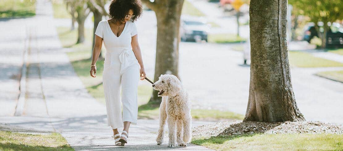 Woman walking a dog on the neighbourhood sidewalk